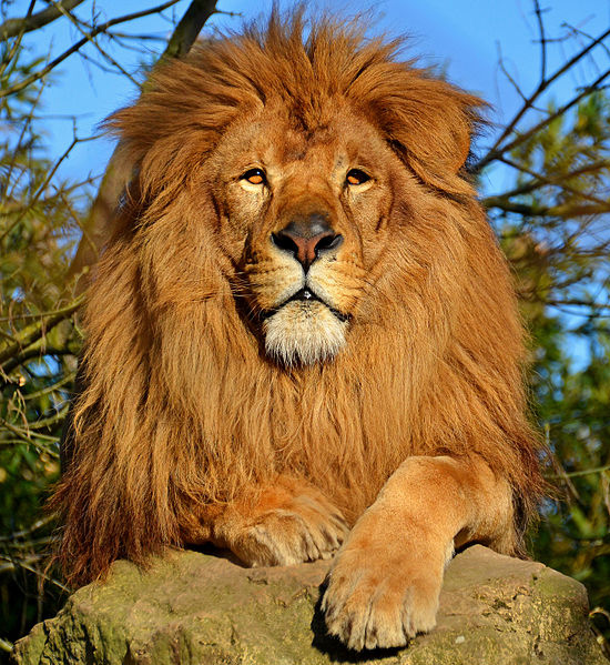 LEO for Thought Leadership