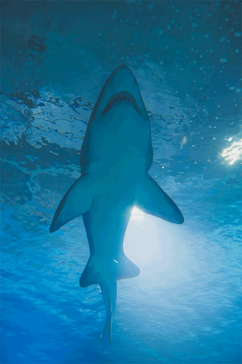 Shark of market thinking